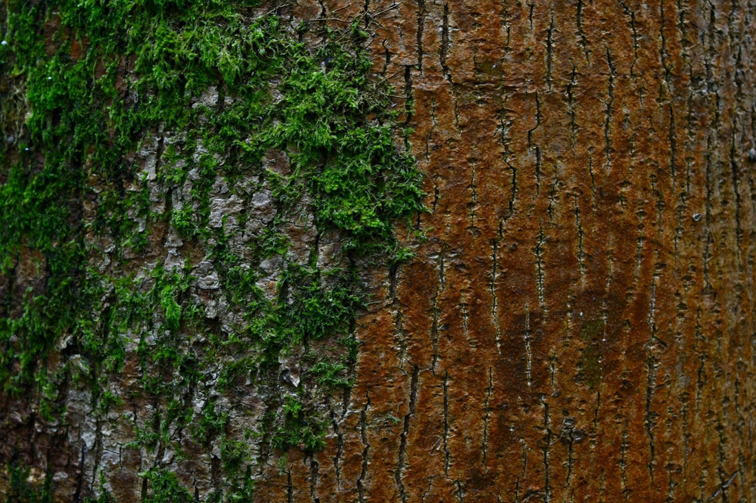 Does Grounding Protect Against EMFs? What the Science Says - groundly