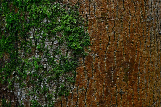 Does Grounding Protect Against EMFs? What the Science Says - groundly